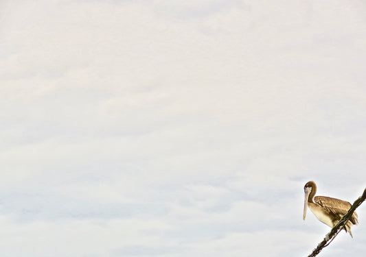 white clouds over green field during daytime