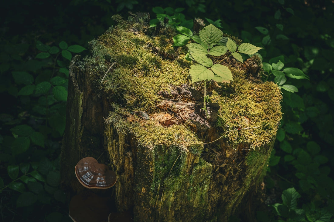 a tree stump with a plant growing out of it