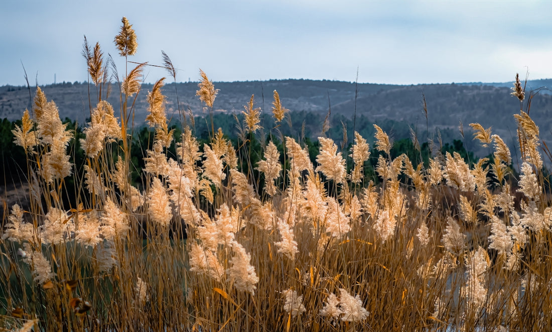 a field of tall grass with a mountain in the background