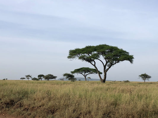 Acacia trees in a grassy savanna under a cloudy sky